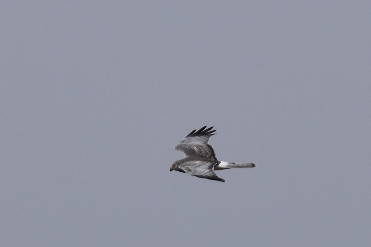 Northern Harrier - ML195449531