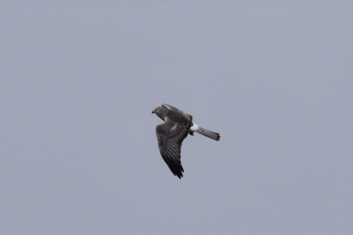 Northern Harrier - ML195449541