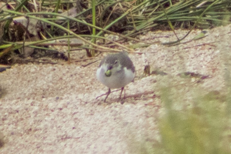 Spotted Sandpiper - Aidan Lorenz