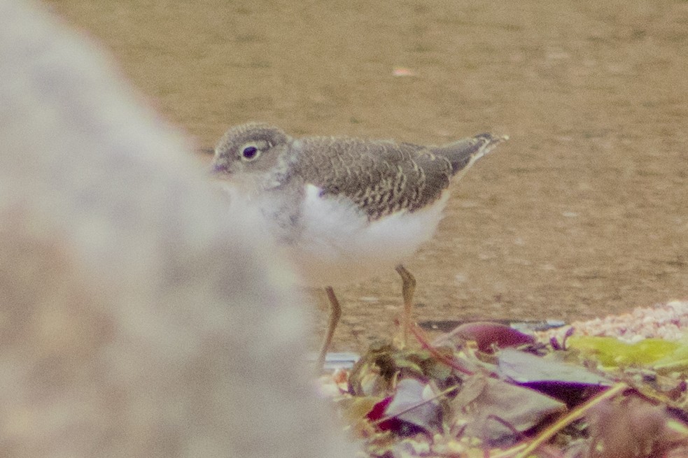 Spotted Sandpiper - Aidan Lorenz