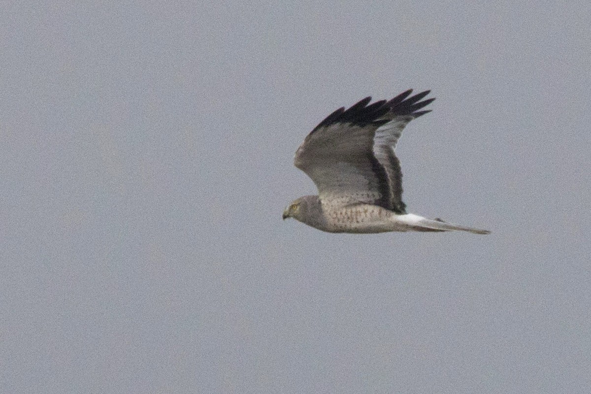 Northern Harrier - Michael Bowen