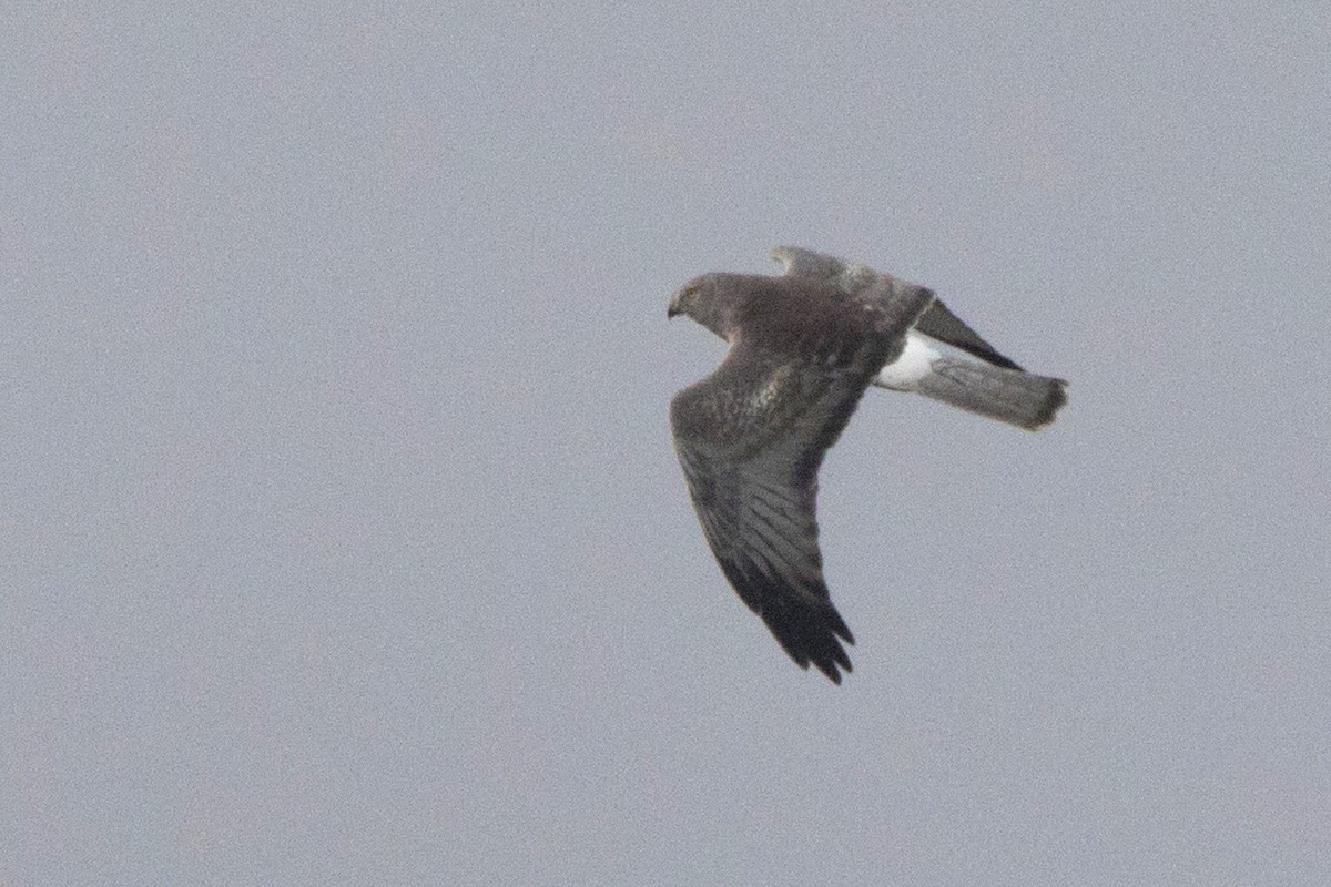 Northern Harrier - ML195453421