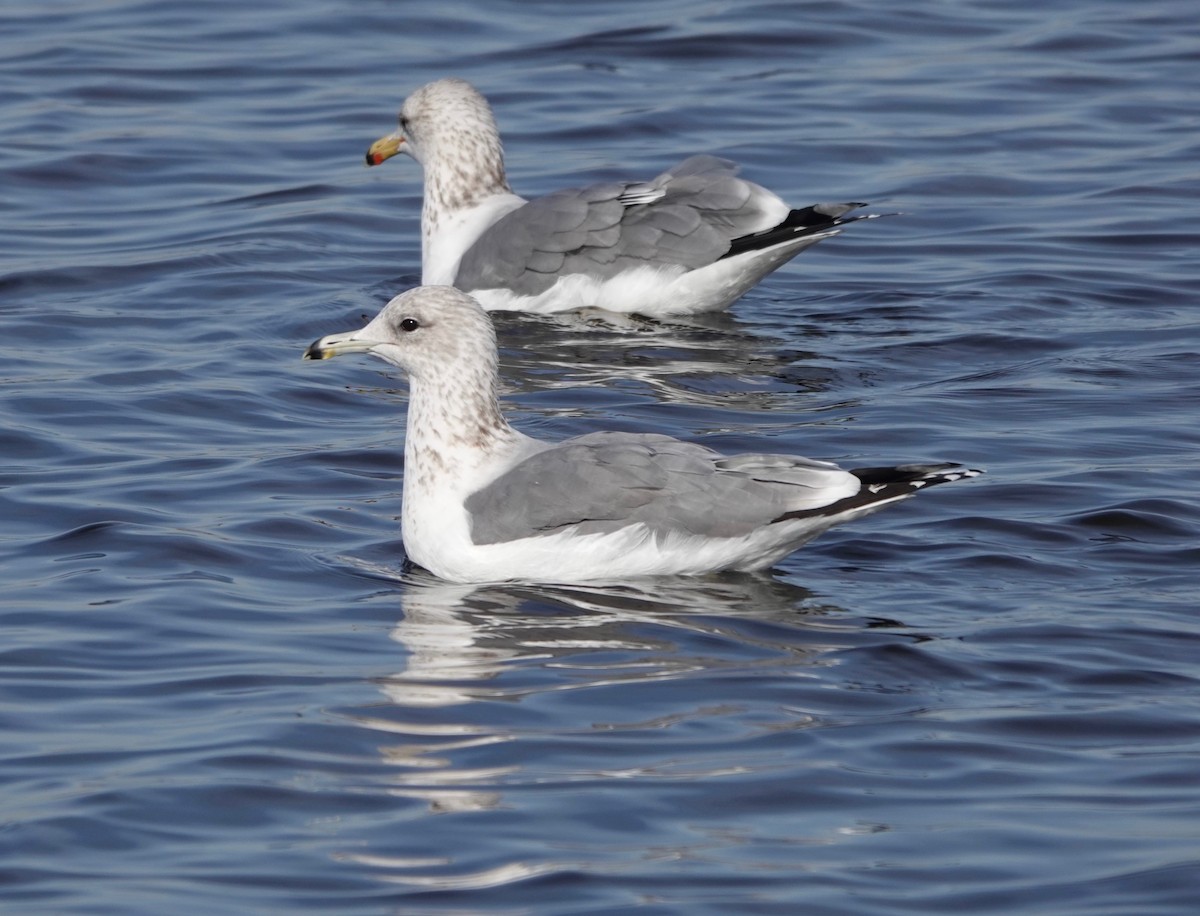 California Gull - ML195453561