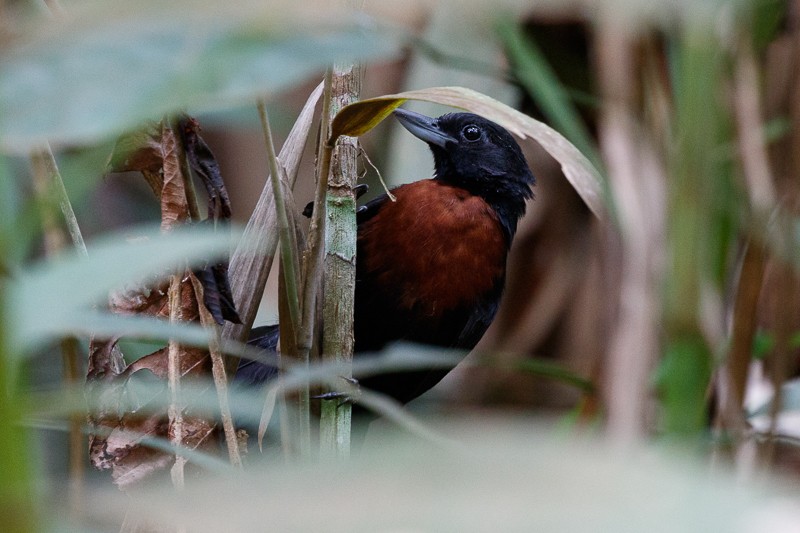 Black Bushbird - ML195455941