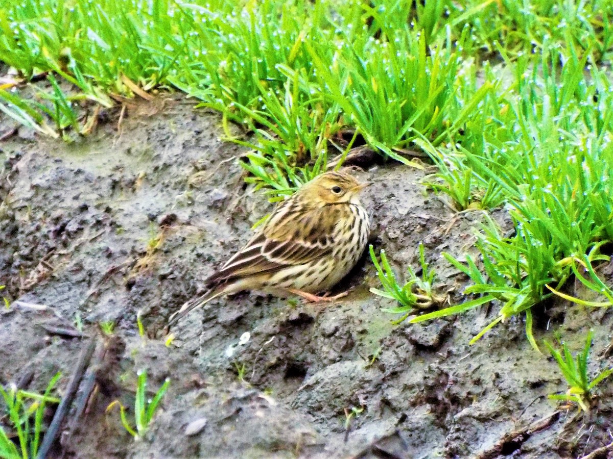 Red-throated Pipit - ML195462891