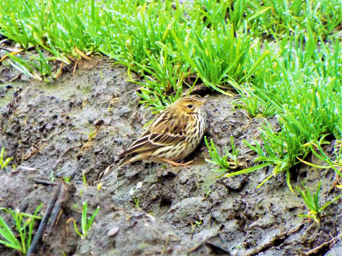 Red-throated Pipit - ML195462901