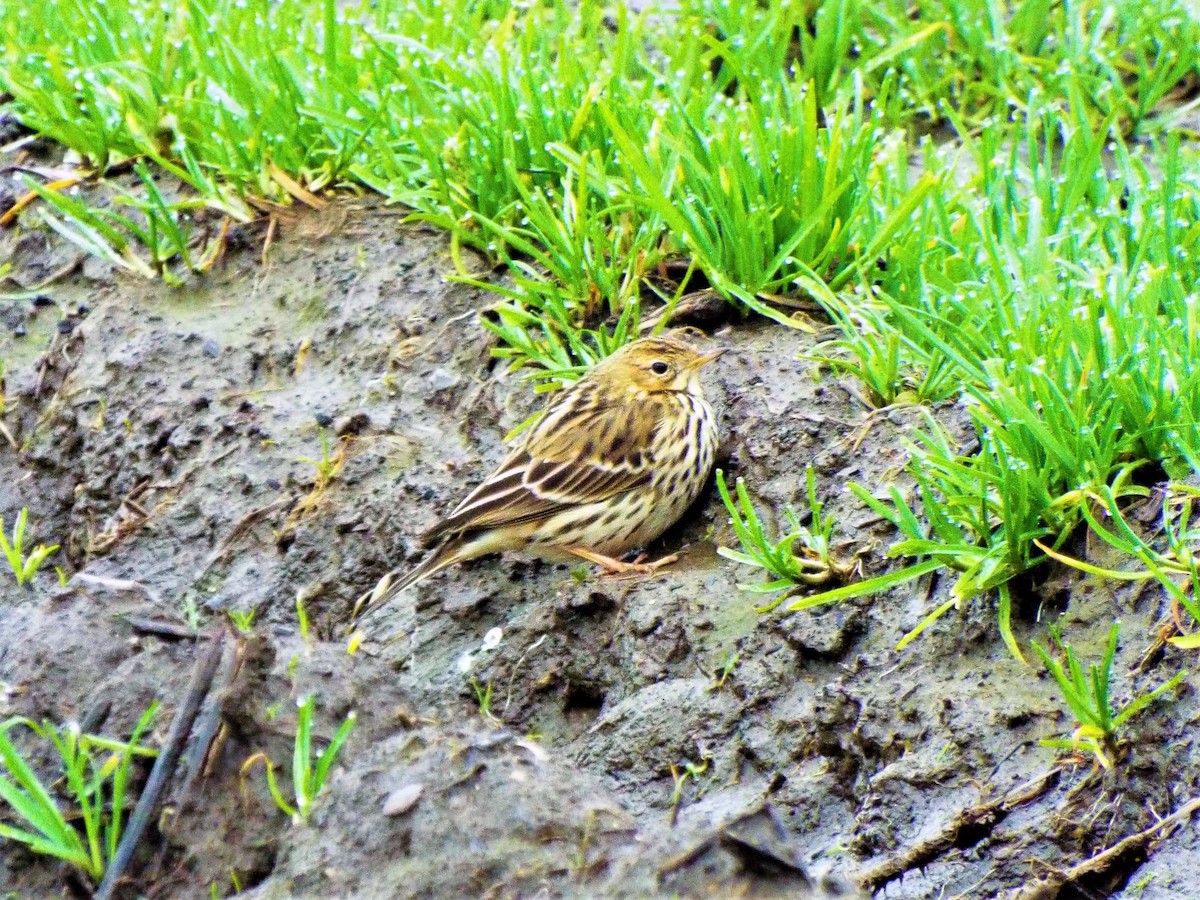 Red-throated Pipit - ML195462911