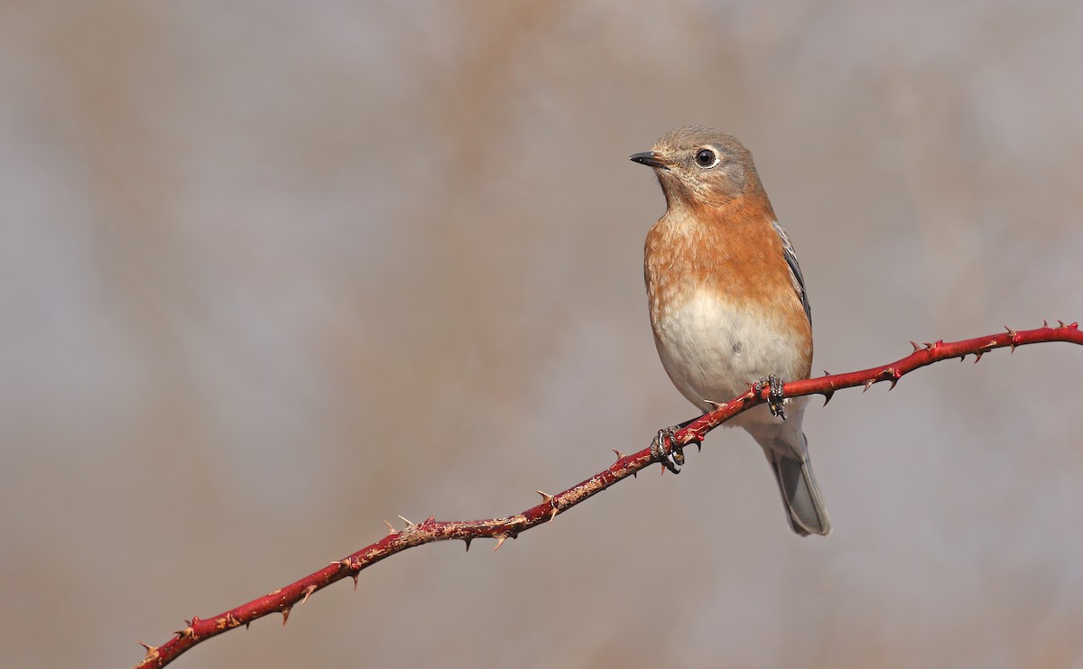 Eastern Bluebird - Ryan Schain