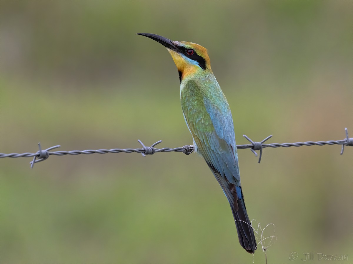 Rainbow Bee-eater - Jill Duncan &  Ken Bissett