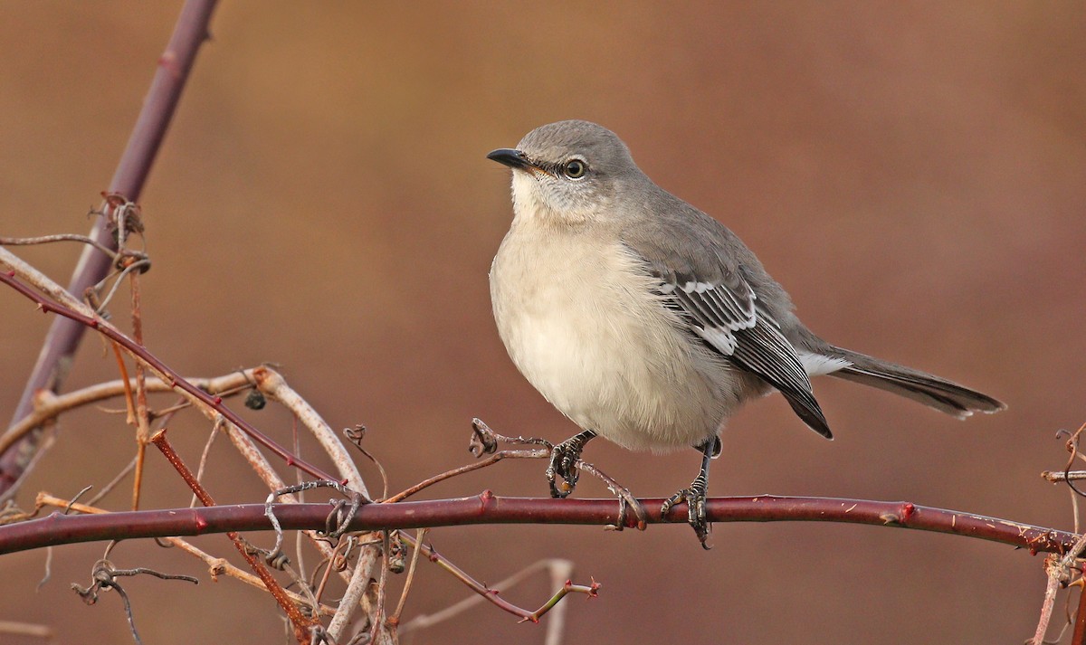 Northern Mockingbird - ML195464021