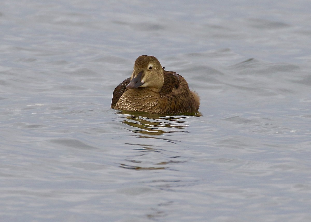 King Eider - ML195464031