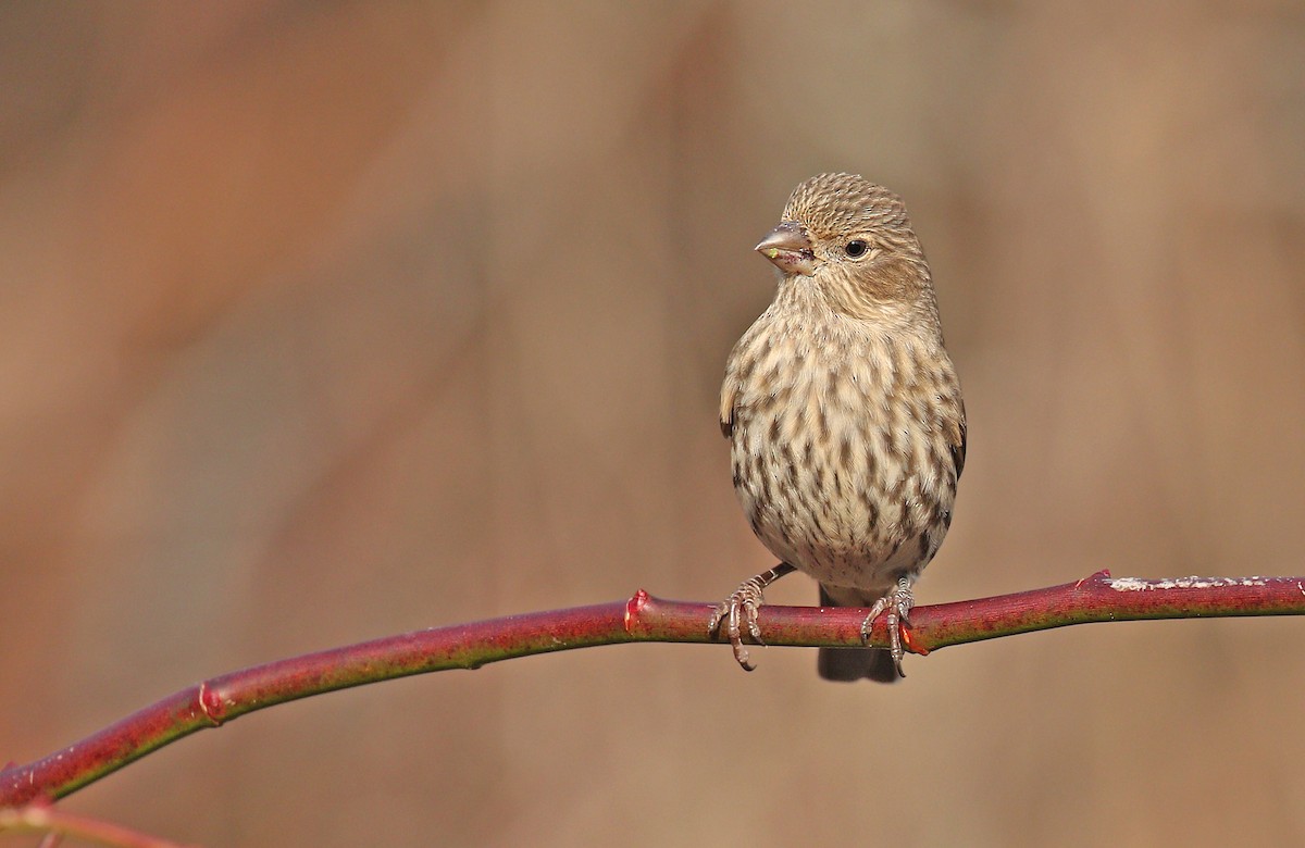 House Finch - Ryan Schain