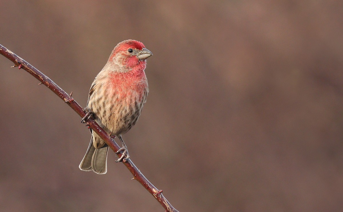 House Finch - Ryan Schain