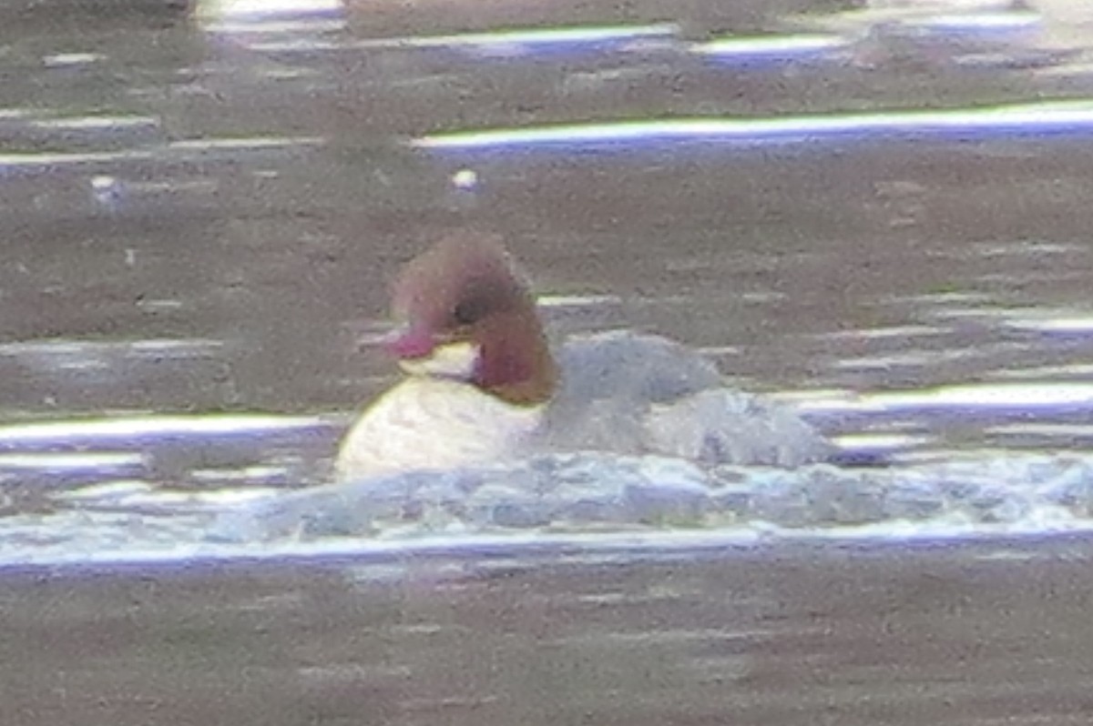 Common Merganser - ML195464511