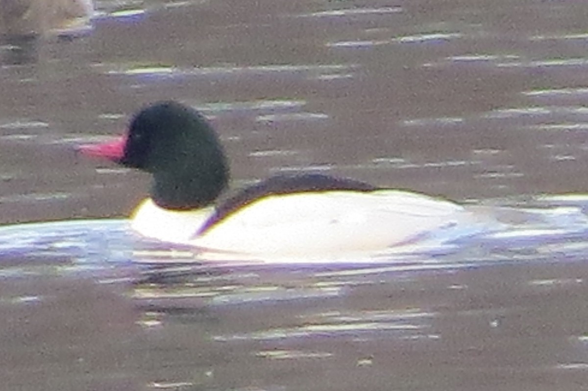 Common Merganser - Anonymous