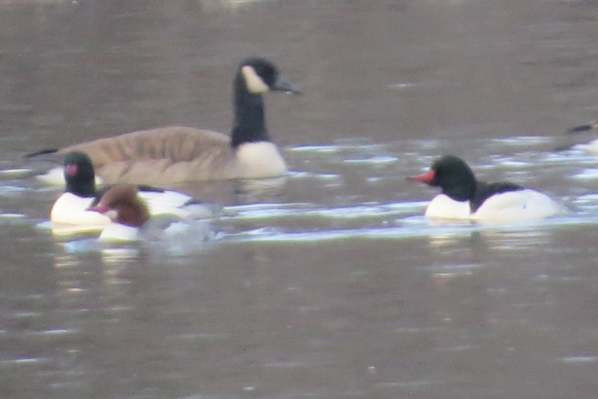 Common Merganser - ML195464551