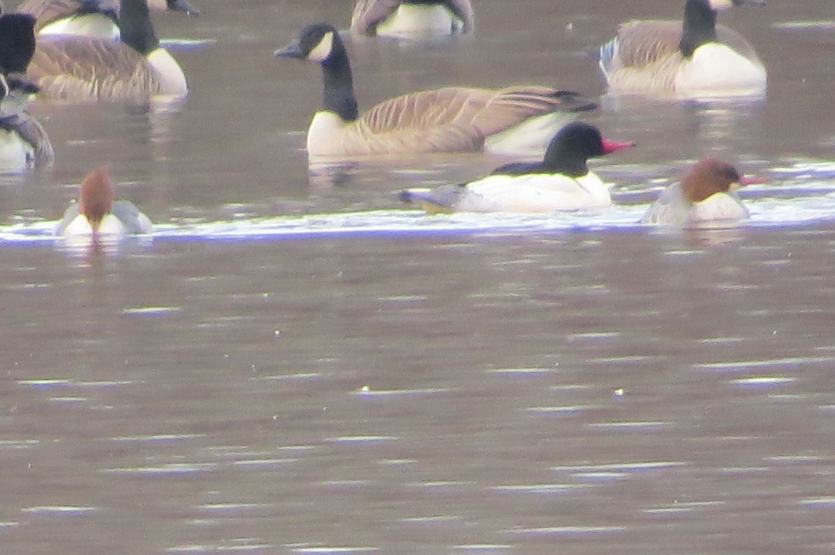 Common Merganser - ML195464561