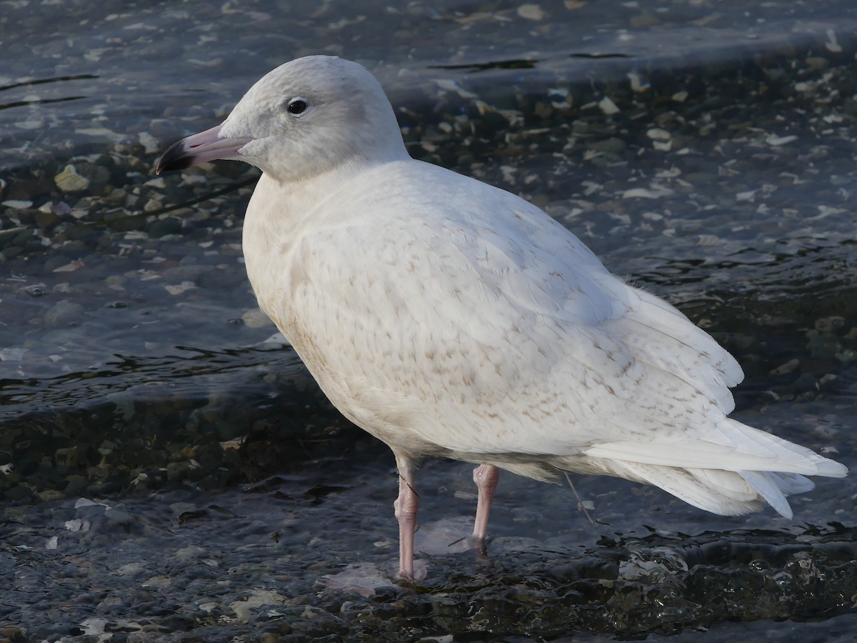 Glaucous Gull - ML195465651