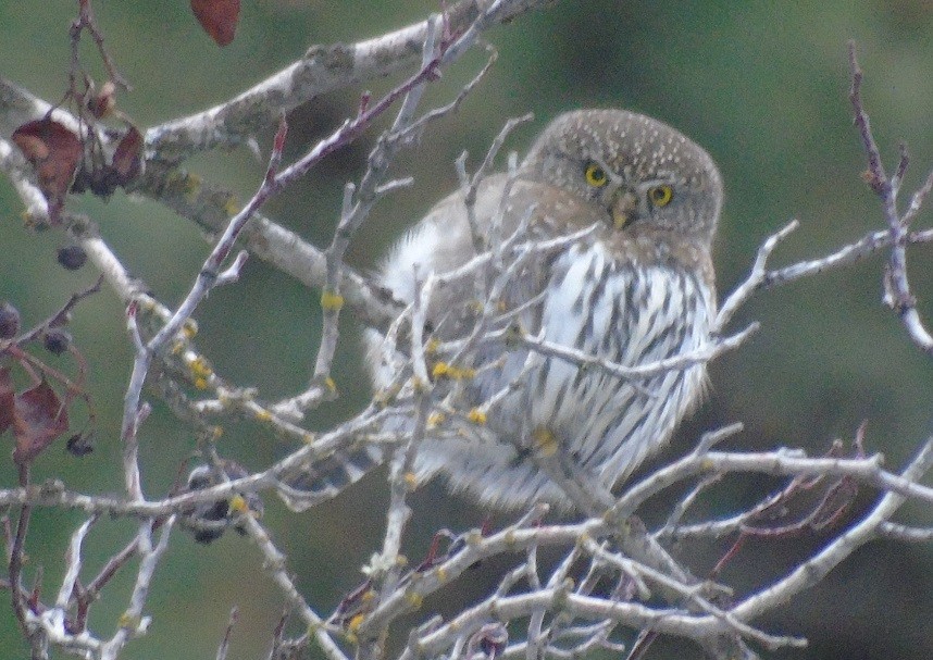 Northern Pygmy-Owl - ML195465771