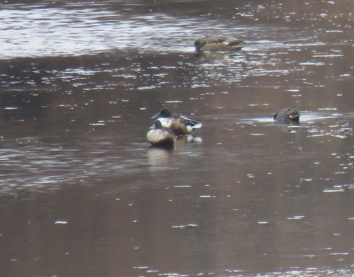 Northern Shoveler - ML195465991