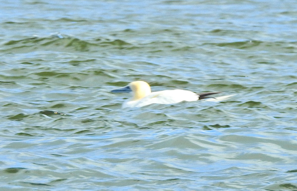 Northern Gannet - ML195468141