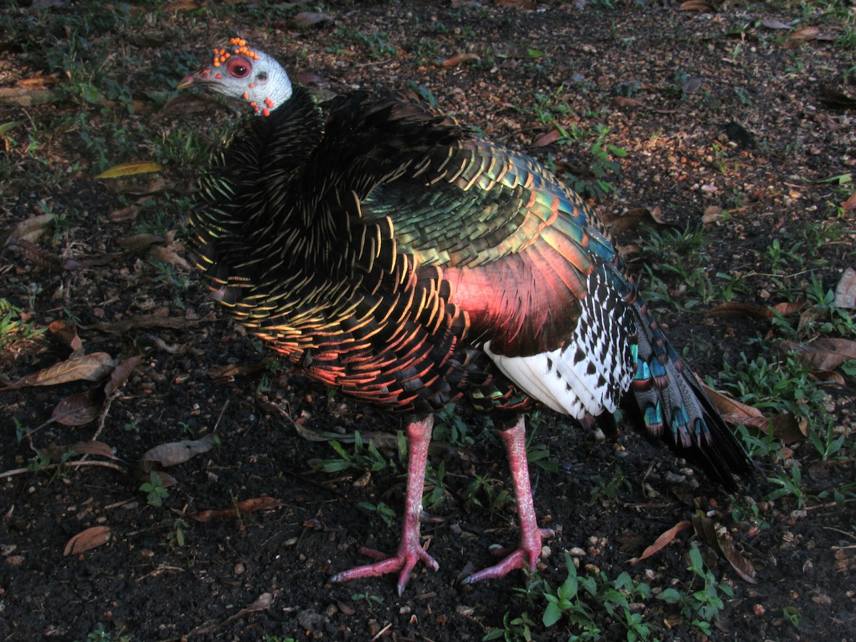 Ocellated Turkey - Christian Ramirez