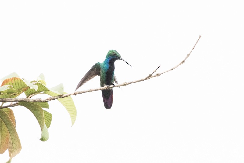 kolibřík tropický - ML195471211