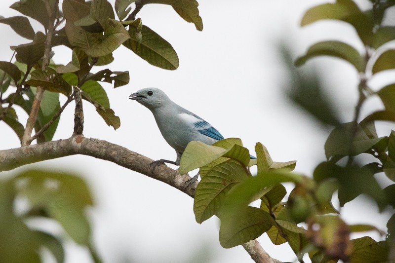 Blue-gray Tanager - Silvia Faustino Linhares