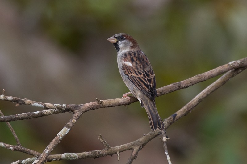 Moineau domestique - ML195471271