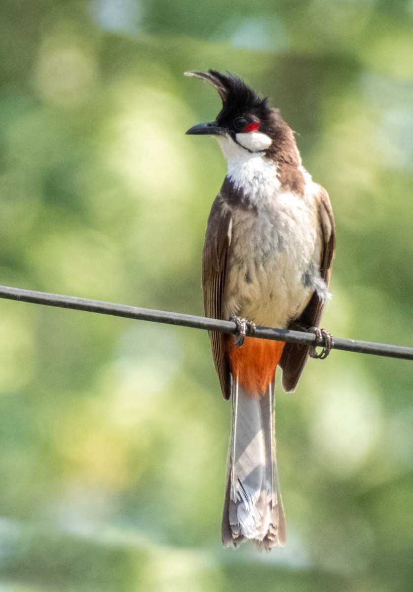 Red-whiskered Bulbul - ML195471851