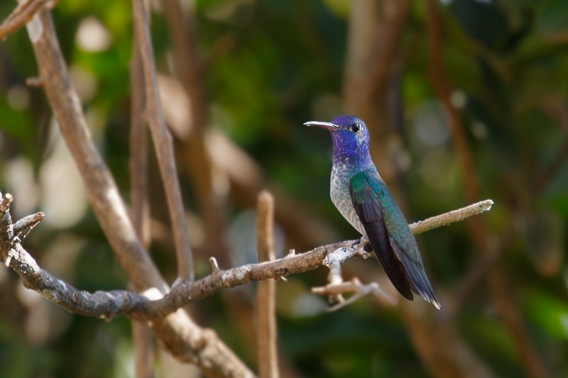 tupikolibri - ML195472151