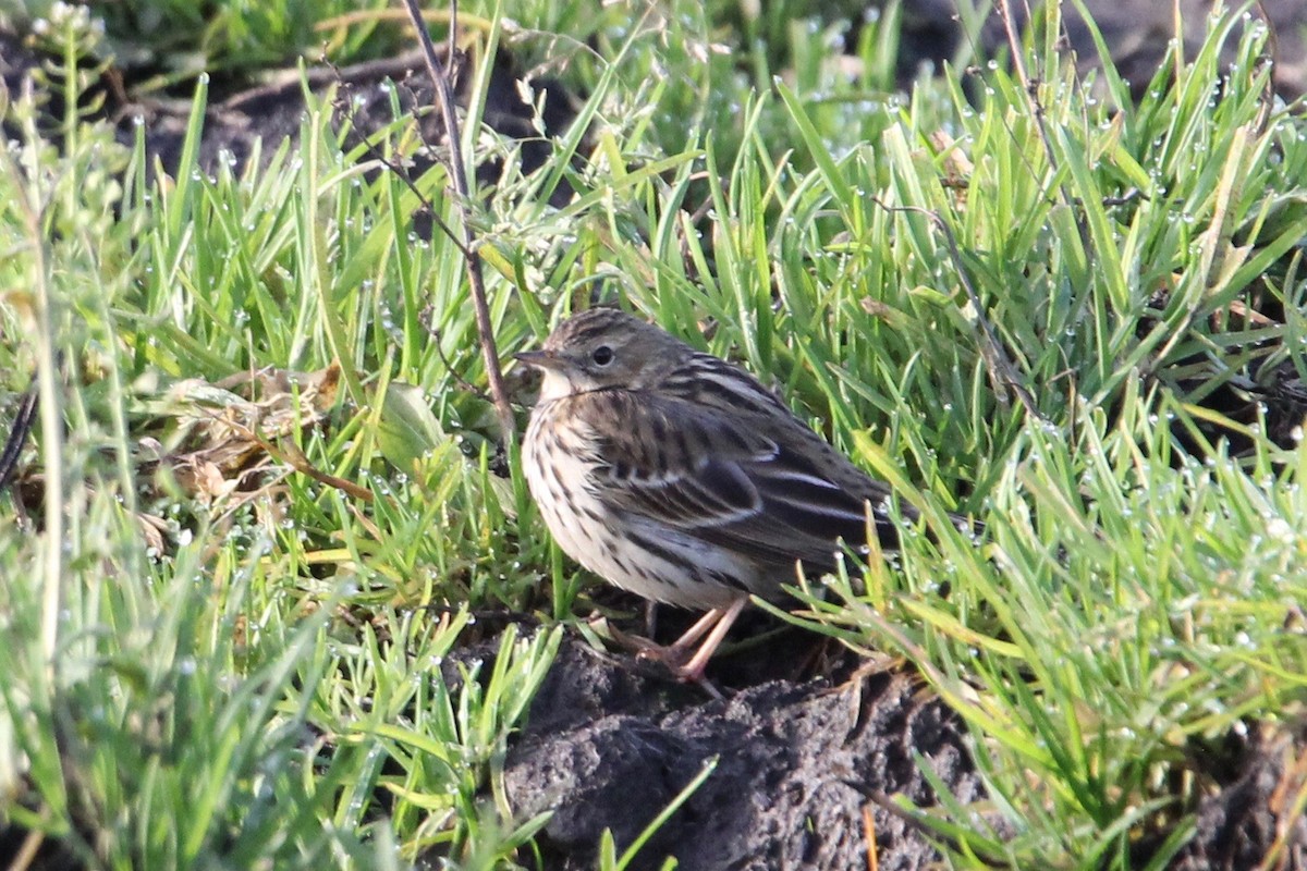 Red-throated Pipit - ML195472621