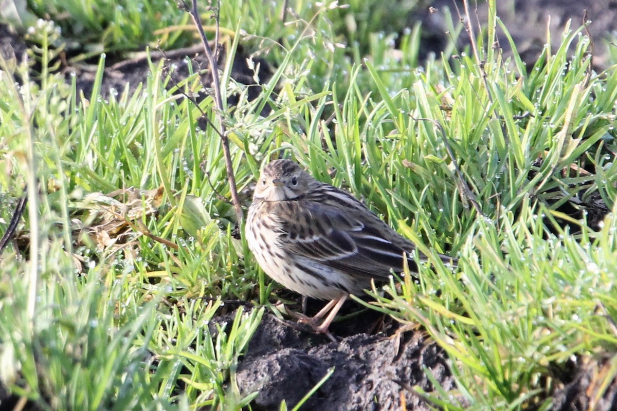 Red-throated Pipit - ML195472631