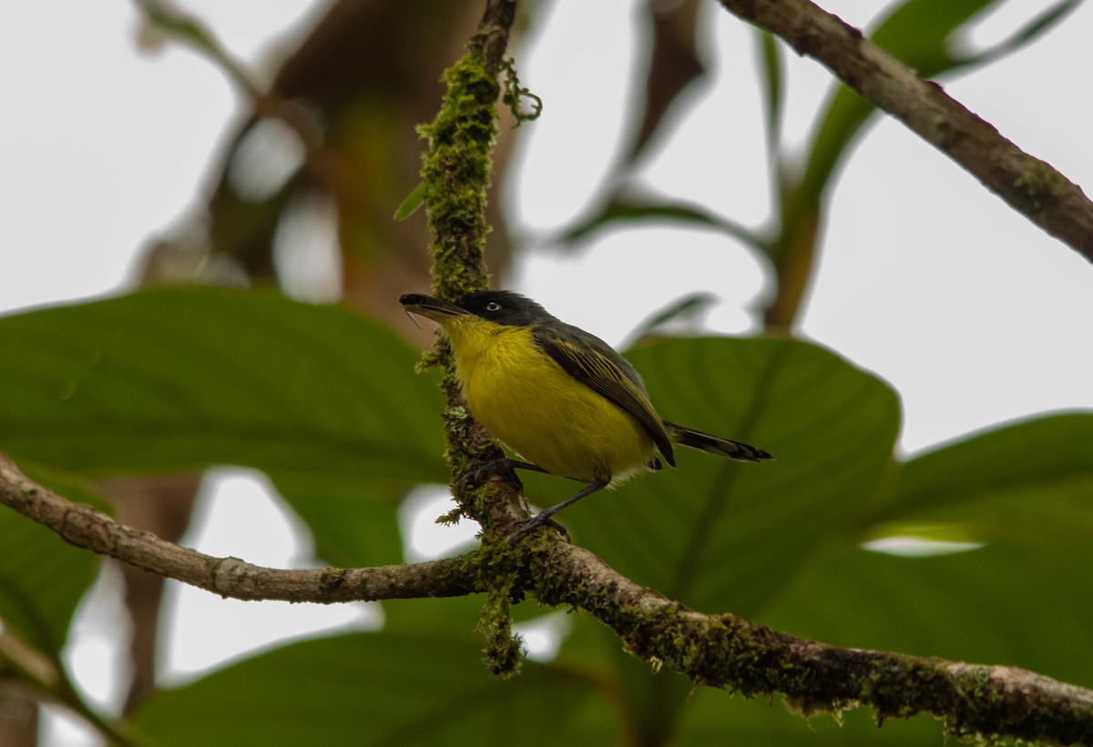 Common Tody-Flycatcher - ML195473281