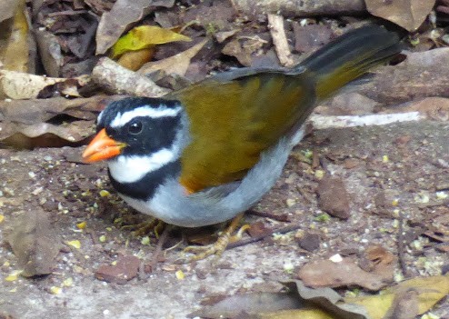 Orange-billed Sparrow - ML195473941