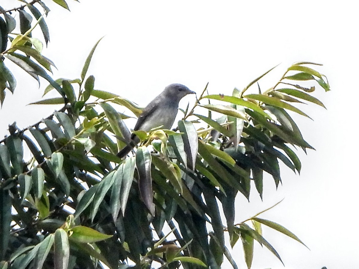 Brown-backed Whistler - ML195474741