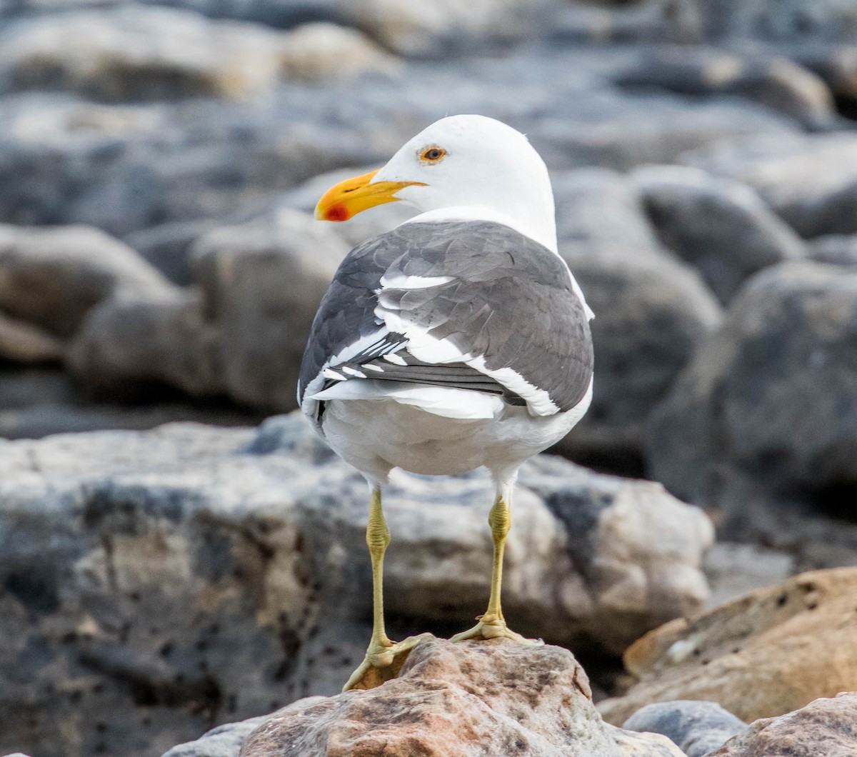 Kelp Gull - Robert Bochenek