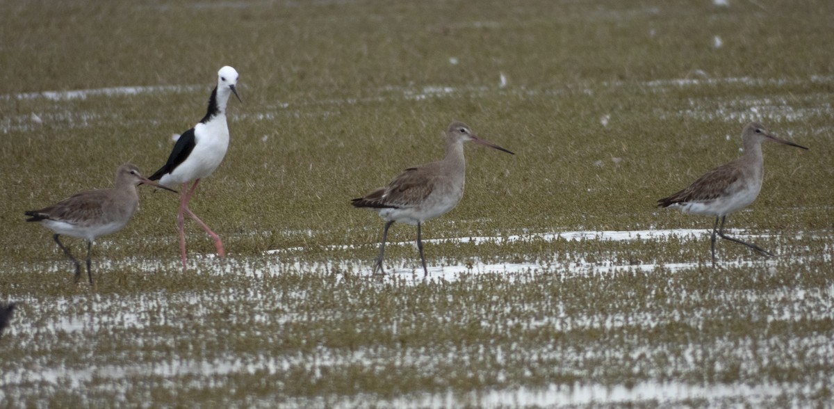 Black-tailed Godwit - ML195475931