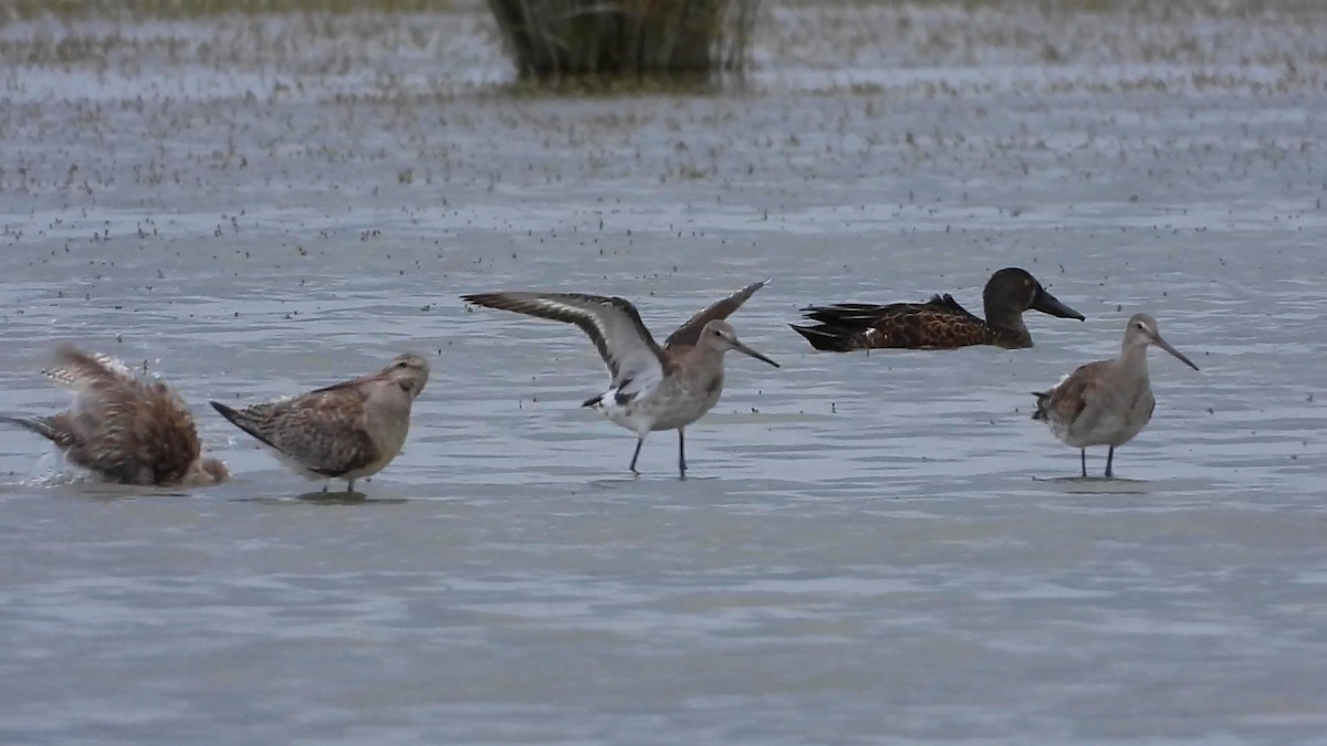 Black-tailed Godwit - ML195475951