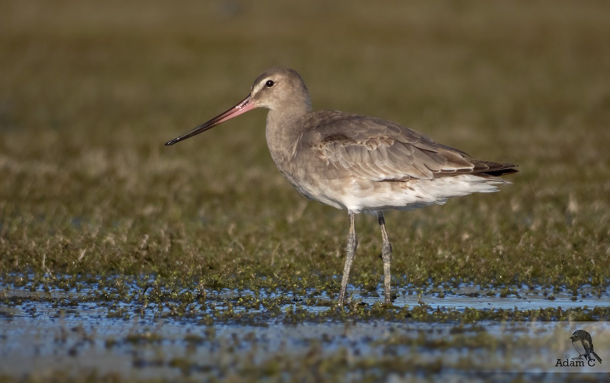 Hudsonian Godwit - ML195476011