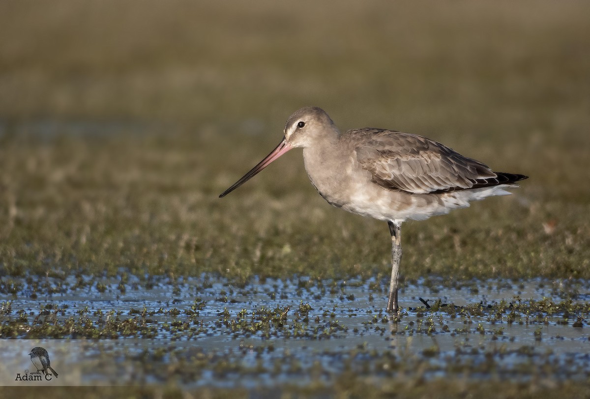 Hudsonian Godwit - ML195476031