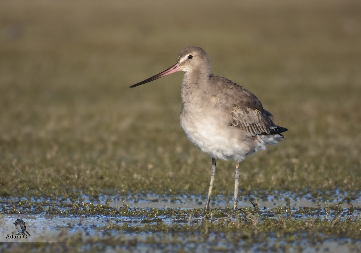 Hudsonian Godwit - ML195476041