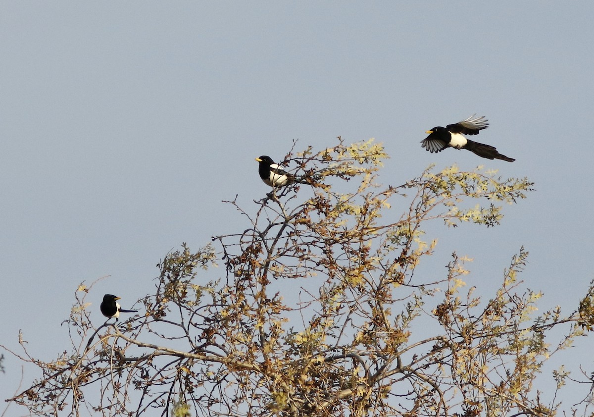 Yellow-billed Magpie - ML195477521
