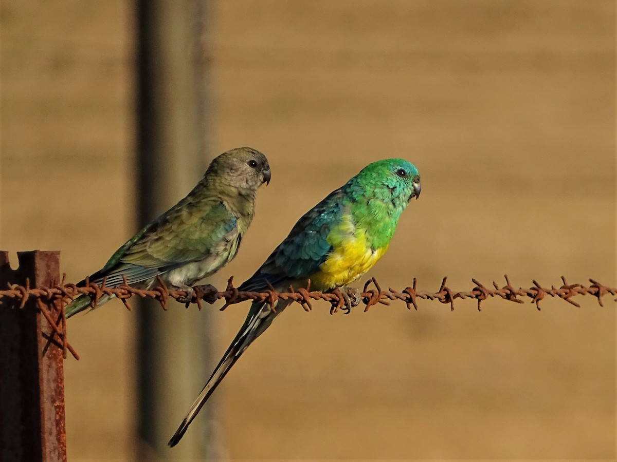 Red-rumped Parrot - ML195477641