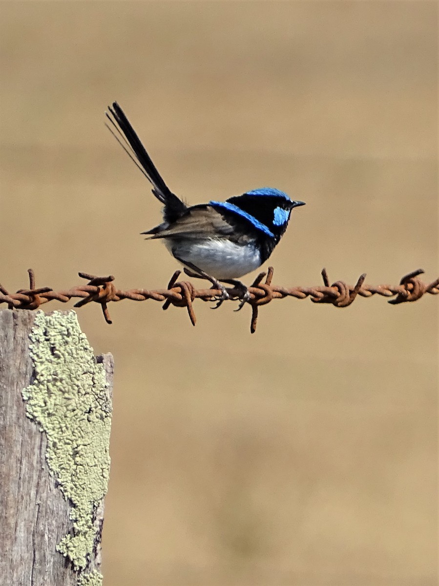 Superb Fairywren - ML195477651