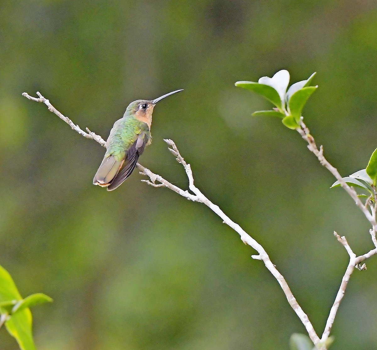 kolibřík pestroocasý - ML195478171