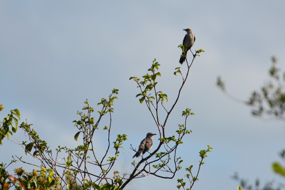 Tropical Mockingbird - Kandace Glanville