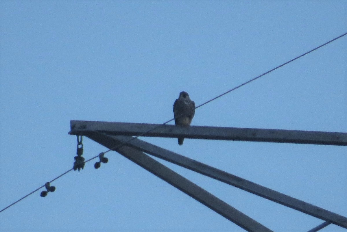 Peregrine Falcon - ML195479441