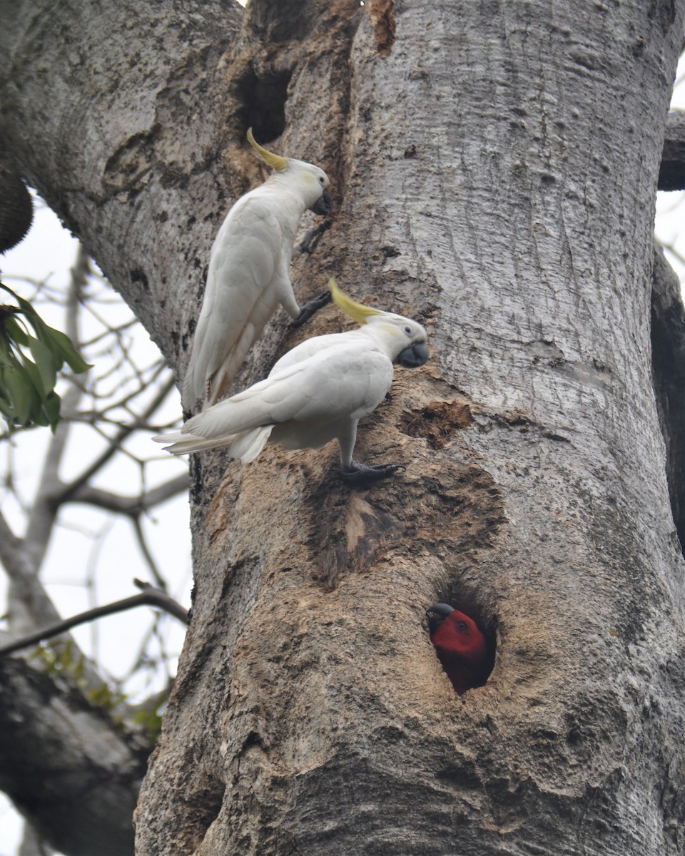 Sulphur-crested Cockatoo - ML195480061