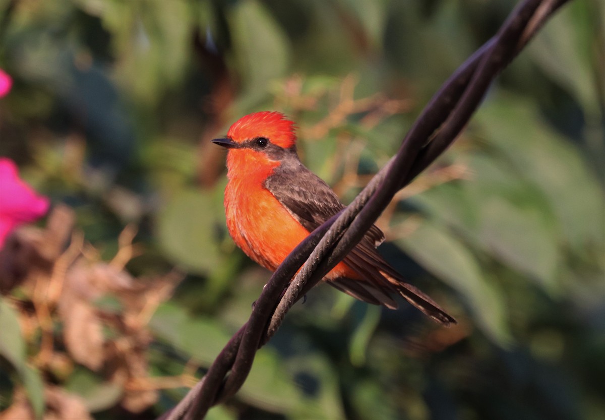 Vermilion Flycatcher - ML195481511